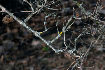 Linnaea amabilis, also known by the synonym Kolkwitzia amabilis and the English name beauty bush. Early spring. A species of flowering plant in the Caprifoliaceae family.