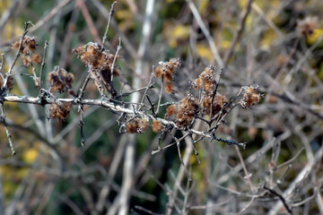 Linnaea amabilis, also known by the synonym Kolkwitzia amabilis and the English name beauty bush. Early spring. A species of flowering plant in the Caprifoliaceae family.