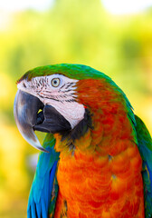 Fototapeta premium A close-up of a macaw. The multi-colored parrot sits on a perch. The background is blurred, which emphasizes the bird's bright colors.