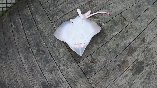 Freshly caught stingray raya lying on a wooden pier with fishing tackle visible