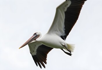 A view of a Pelican