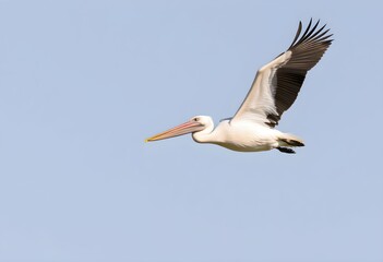 A view of a Pelican
