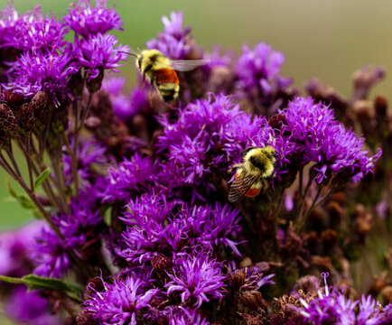Two Hunt's bumblebees feeding on a blooming Ironweed plant, known to attract all types of pollinators.