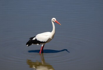 A close up of a White Stork