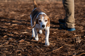 Senior beagle dog walking on a ground bark trail with person&rsquo;s legs, fun and fresh air, recreation and exercise, Marymoor Park, Redmond, Washington
