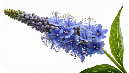 Vibrant Blue Pickerelweed Plant With Delicate Flowers Isolated On Transparent Background