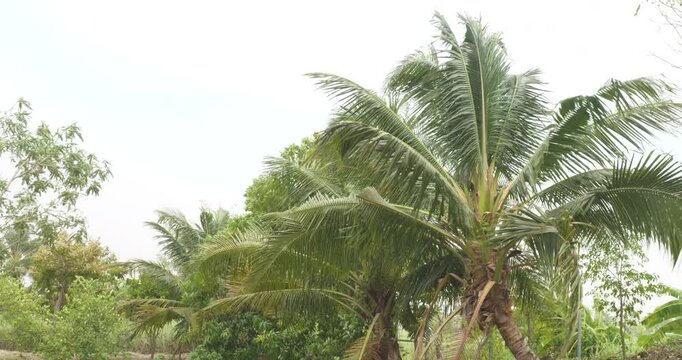 Tropical palm coconut trees and others tropical trees shaking in storm wind, tropical leaves violent swaying against white sky background during monsoon storm.