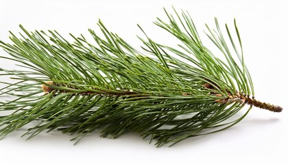 Pine Needles Isolated On White