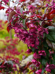 Flowering branches of a red-leaved apple tree in bloom in the spring after rain in the park