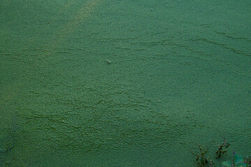 River algae bloom in autumn