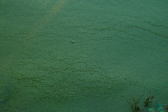 River algae bloom in autumn