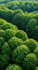 Naklejka premium Lush green canopy of dense forest from above
