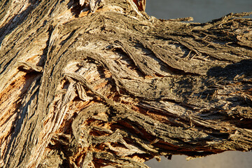 Close-up of a Mesquite tree trunk branching to the side with details of its rough deeply furrowed and highly textured bark with long vertical ridges and crevices