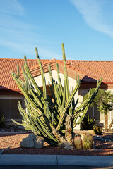 A large, multi-branched columnar cactus, likely a San Pedro cactus (Trichocereus pachanoi) or a Peruvian Apple Cactus (Cereus jamacaru or similar species) in a typical desert-style xeriscaped roadside