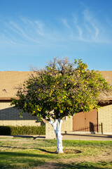 Bright Oranges hanging between branches of citrus tree with painted in white trunk standing on a green lawn