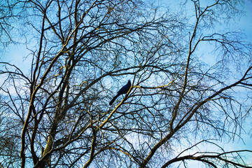 Great-tailed Grackle (Quiscalus mexicanus) with black iridescent plumage and striking yellow eyes perched on a leafless deciduous tree branch against clear winter blue sky with some light white clouds