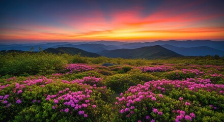 Fototapeta premium Rhododendron Mountain Meadow Sunset Landscape