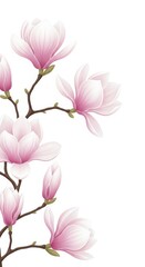 Obraz premium Delicate pink magnolia flowers bloom on white background