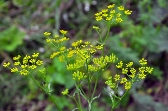 Sowing parsnip (Pastinaca sativa), grows in nature.