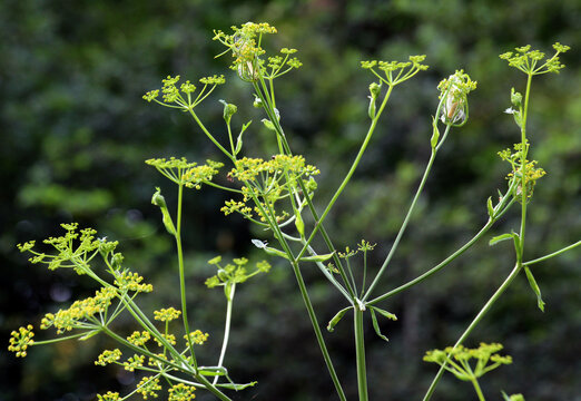 Sowing parsnip (Pastinaca sativa), grows in nature.