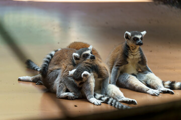 Obraz premium Lemurs rest together in a warm indoor space during the afternoon hours at a wildlife exhibit