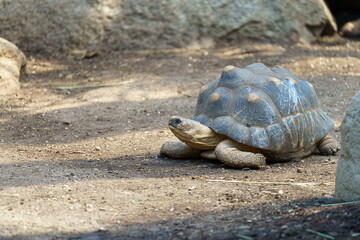 Turtle walks slowly on dirt ground near rocks during bright daylight
