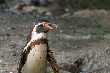 Obraz premium Penguin standing on rocky ground in a wildlife park during daylight hours in a natural setting