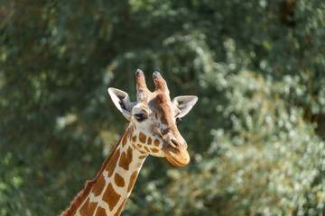 Obraz premium Giraffe observes surroundings in natural setting during daylight hours near greenery