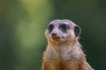 Fototapeta premium Meerkat looks towards the camera in its natural habitat during daylight in a grassy area