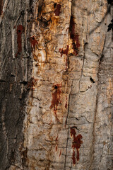 The texture of an old chestnut tree trunk, with its natural holes and resin marks.