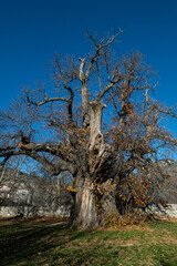 An ancient and monumental chestnut tree standing majestically with its wide branches under the blue sky.