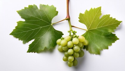 grape vine branch with delicate leaves and unripe fruit isolated on a clean white backdrop perfect for natural food or beverage concepts leaf agriculture