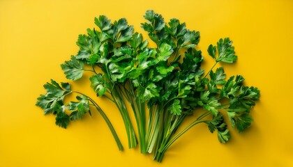 vibrant fresh green curly parsley sprigs arranged neatly contrasting sharply with a bright solid yellow studio background for culinary use fresh natural agriculture