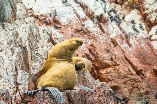 Wild sea lions at Ballestas Island, Paracas - Pisco, Ica, Peru