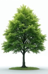 Obraz premium Single elm tree with vibrant green leaves stands on small patch of grass against clean white backdrop. Branches spread wide, creating full canopy. Botanical specimen perfect for educational