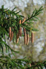 green spruce branches with brown cones, natural background. Beautiful many ripe fir cones hanging on branch in forest. Pure wild nature, environment, ecology, organic concept.