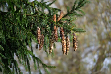 green spruce branches with brown cones, natural background. Beautiful many ripe fir cones hanging on branch in forest. Pure wild nature, environment, ecology, organic concept. copy space