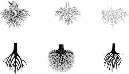 Different types of root systems in plants © Rubel