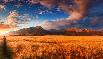Fototapeta premium golden wheat field stretches to reddish mountains under a vibrant sky