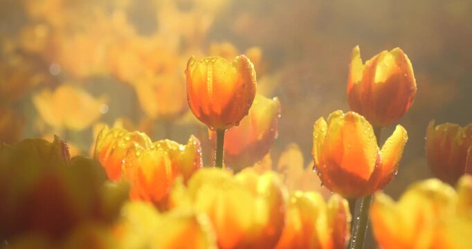 Close-up yellow-orange tulips or golden tulips with water drops against water mist spraying in background to increase the humidity level around the tulip garden 