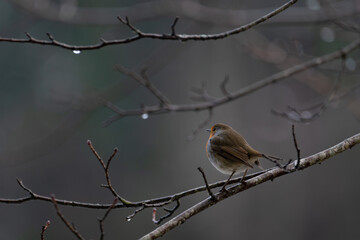 robin on a branch in rainy winter day