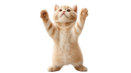 Cute orange tabby kitten standing on hind legs reaching up for pet interaction.

