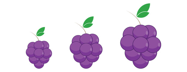 bunches of purple grapes in different sizes, flat vector illustration of fresh fruit