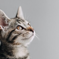 Obraz premium kitten portrait on light gray background, minimal clean style, copy space