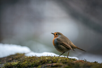 Closeup of european robin standing on the ground in winter