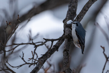 Eurasian nuthatch perched on a snowy branch in winter forest /日本の冬の森で雪の枝にとまるゴジュウカラ