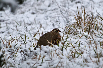 A wild partridge stands on grass against the backdrop of the first snow in a forest in Piedmont,...