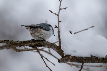 Eurasian nuthatch perched on a snowy branch in winter forest /日本の冬の森で雪の枝にとまるゴジュウカラ
