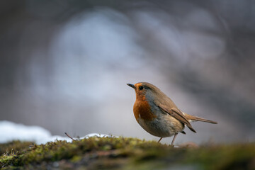 Closeup of european robin standing on the ground in winter