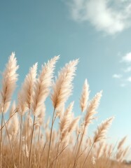 Fototapeta premium Pampas grass plumes sway gently in breeze under clear blue sky. Fluffy feathery stalks create soft abstract natural background. Warm light illuminates golden brown dried stems. Ideal for decor, boho